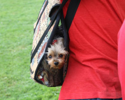 Just Resting Photo taken during the 2008 reunion